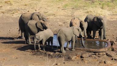 非洲<strong>大象</strong>喝水克鲁格国家公园